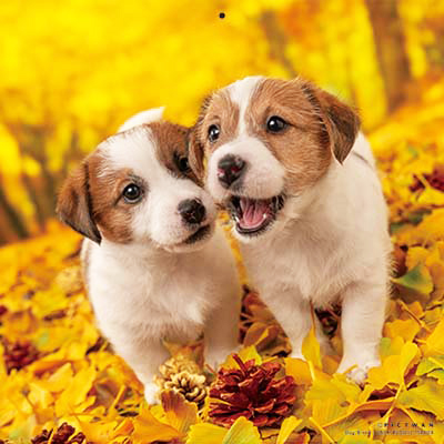 PICTWANカレンダー 11月