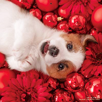 PICTWANカレンダー 12月