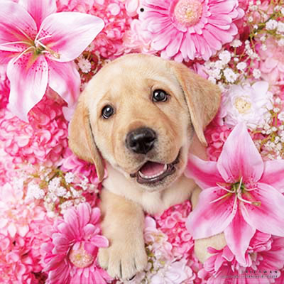 PICTWANカレンダー 1月