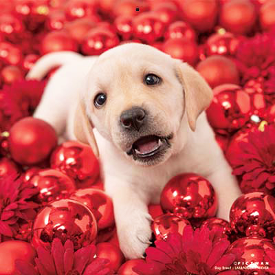 PICTWANカレンダー 2月