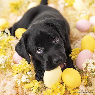 PICTWANカレンダー 3月