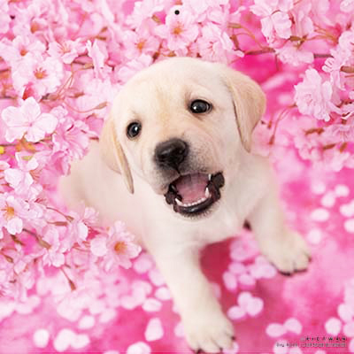 PICTWANカレンダー 4月