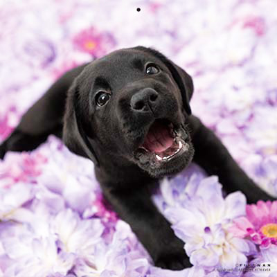 PICTWANカレンダー 6月