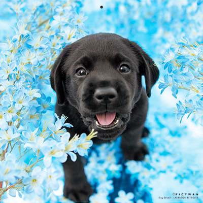 PICTWANカレンダー 7月