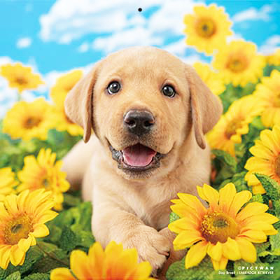 PICTWANカレンダー 8月