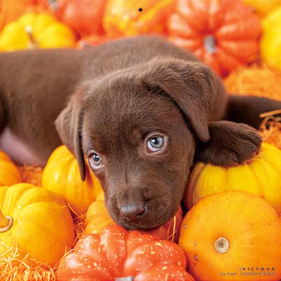 PICTWANカレンダー 9月