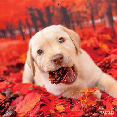 PICTWANカレンダー 10月