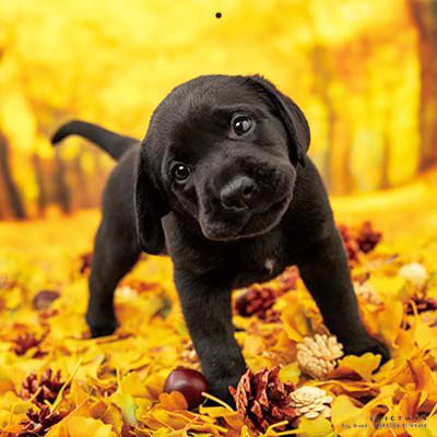 PICTWANカレンダー 11月