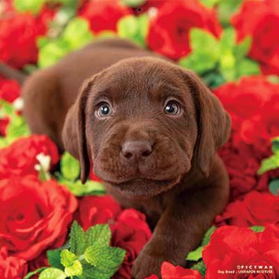 PICTWANカレンダー 12月