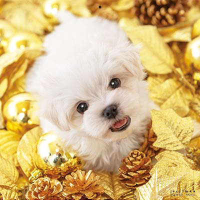 PICTWANカレンダー 1月