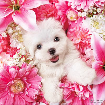 PICTWANカレンダー 2月