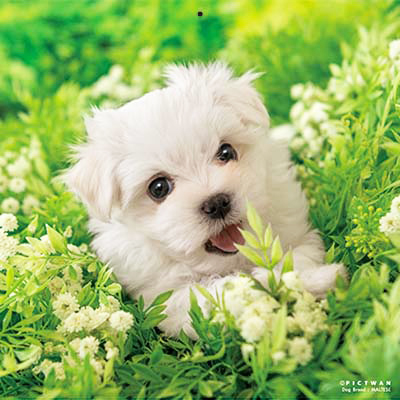 PICTWANカレンダー 3月