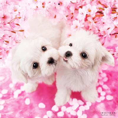 PICTWANカレンダー 4月