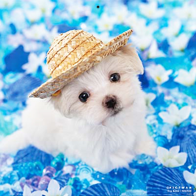 PICTWANカレンダー 5月