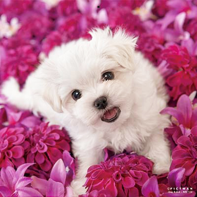 PICTWANカレンダー 6月