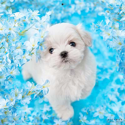 PICTWANカレンダー 7月