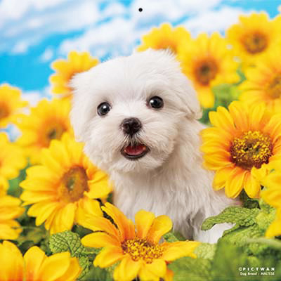 PICTWANカレンダー 8月