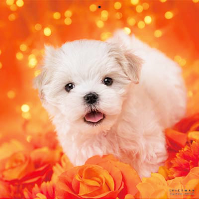 PICTWANカレンダー 9月