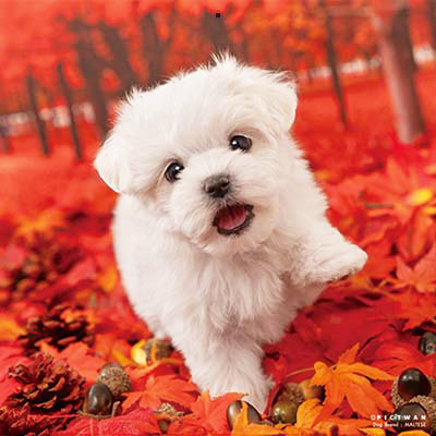 PICTWANカレンダー 10月