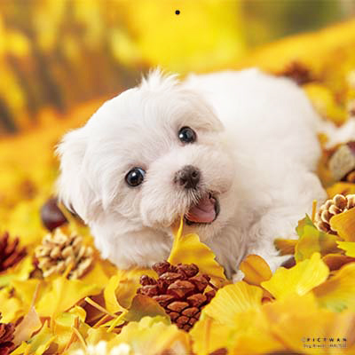 PICTWANカレンダー 11月