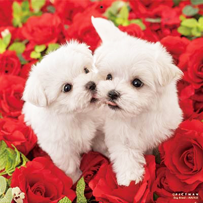 PICTWANカレンダー 12月