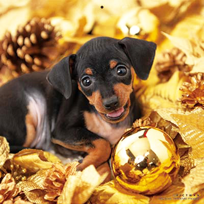 PICTWANカレンダー 1月