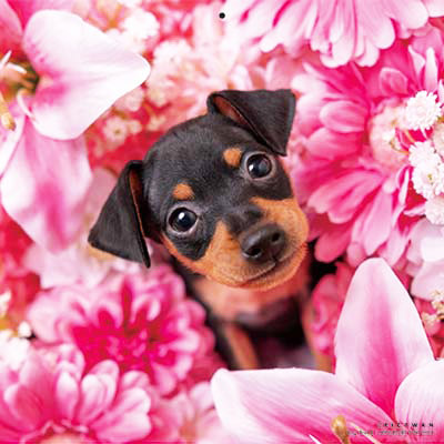 PICTWANカレンダー 2月