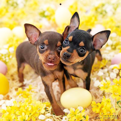 PICTWANカレンダー 3月