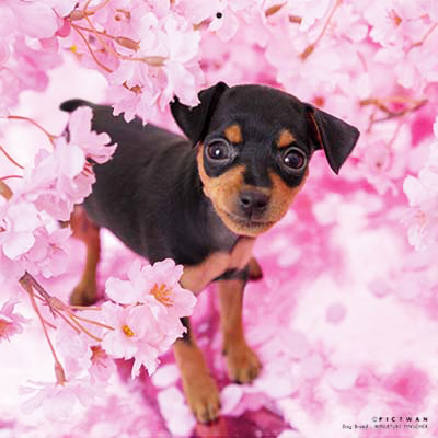 PICTWANカレンダー 4月