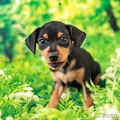 PICTWANカレンダー 5月