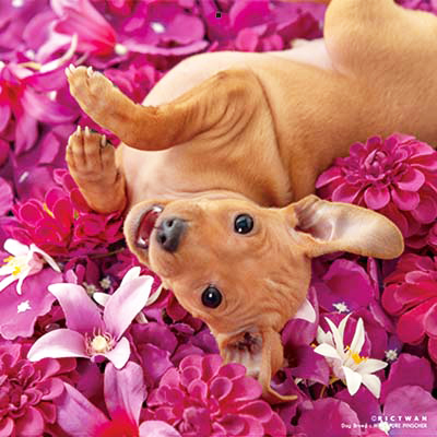 PICTWANカレンダー 6月