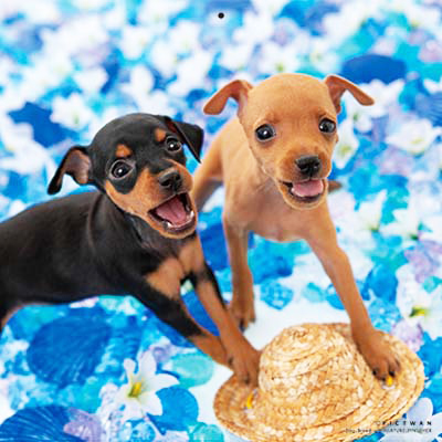 PICTWANカレンダー 7月