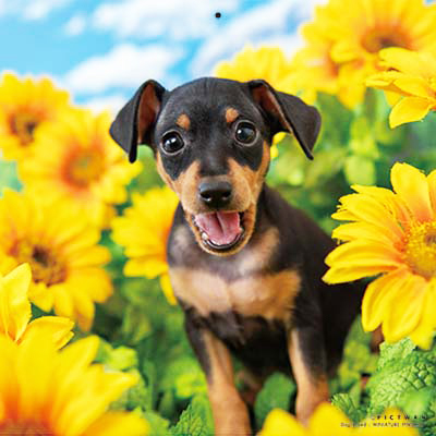 PICTWANカレンダー 8月