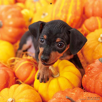 PICTWANカレンダー 9月