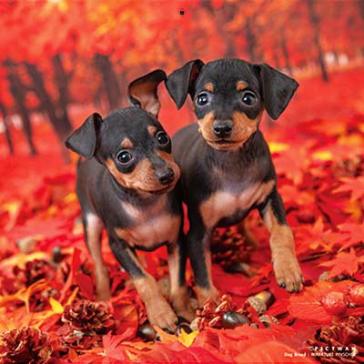 PICTWANカレンダー 10月