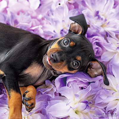 PICTWANカレンダー 11月