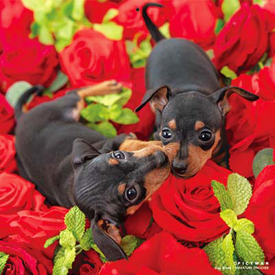 PICTWANカレンダー 12月