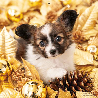 PICTWANカレンダー 1月