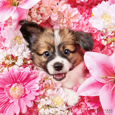 PICTWANカレンダー 2月