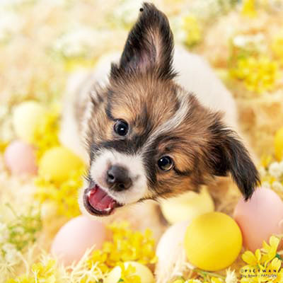 PICTWANカレンダー 3月