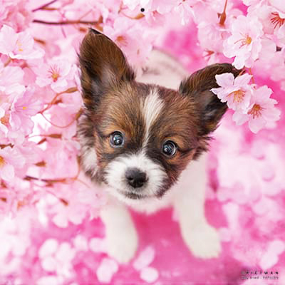 PICTWANカレンダー 4月