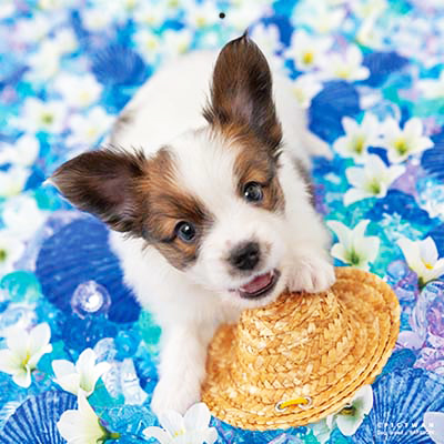 PICTWANカレンダー 5月