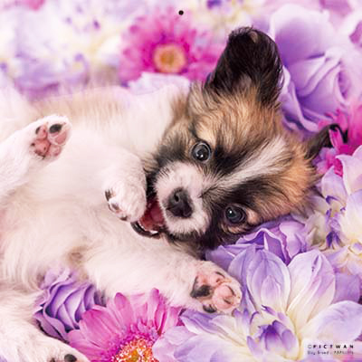 PICTWANカレンダー 6月