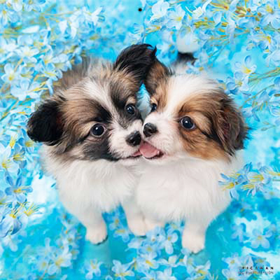 PICTWANカレンダー 7月