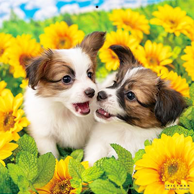 PICTWANカレンダー 8月