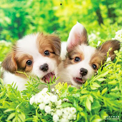 PICTWANカレンダー 9月