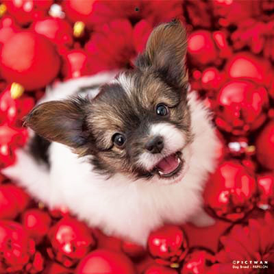 PICTWANカレンダー 10月