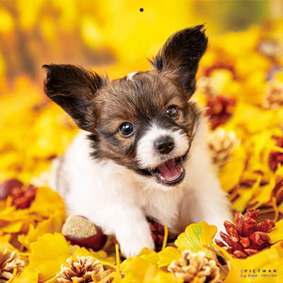 PICTWANカレンダー 11月