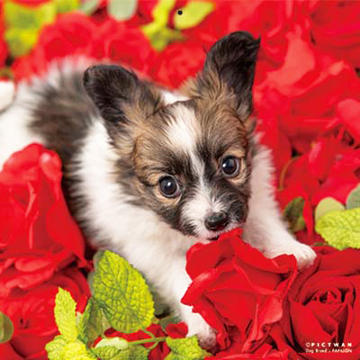 PICTWANカレンダー 12月