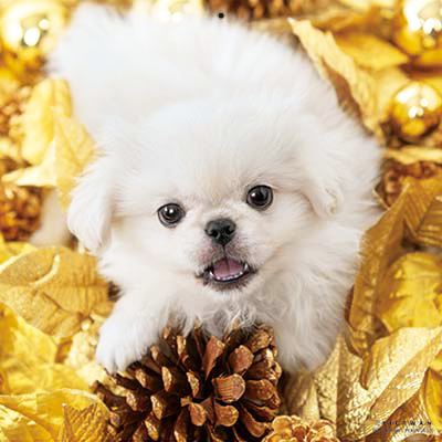 PICTWANカレンダー 1月